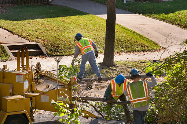 Best Stump Grinding and Removal  in Apple Valley, OH